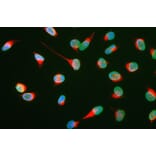 Immunofluorescence - Anti-Vimentin Antibody (A85420) - Antibodies.com