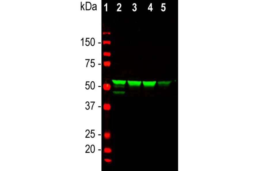 Western Blot - Anti-Vimentin Antibody (A85420) - Antibodies.com