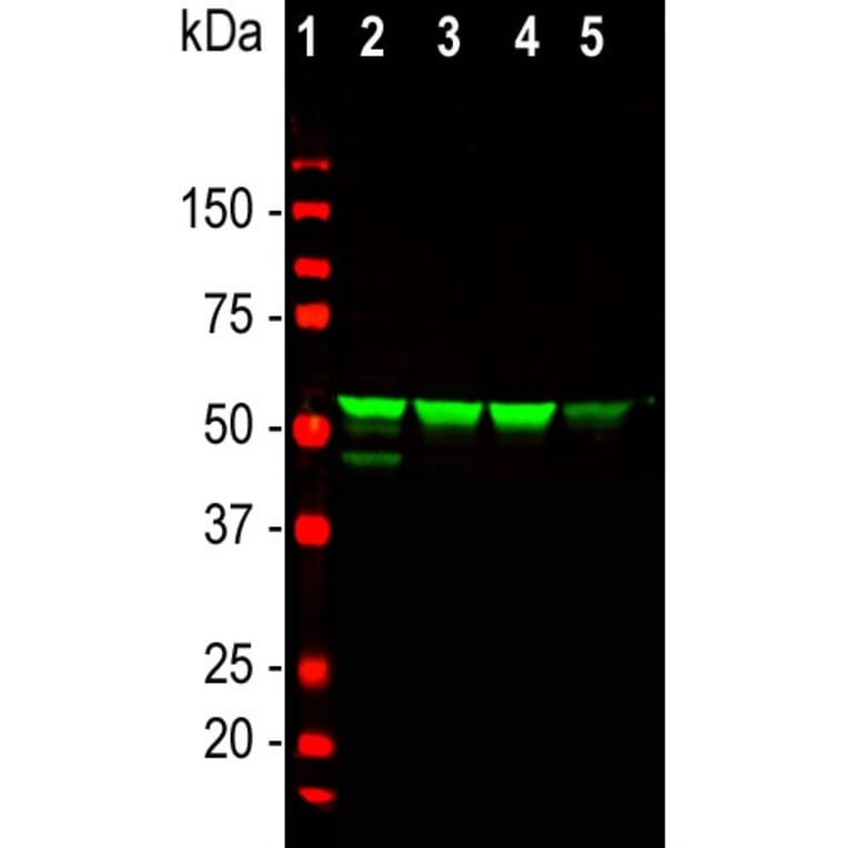 Western Blot - Anti-Vimentin Antibody (A85420) - Antibodies.com