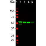 Western Blot - Anti-Vimentin Antibody (A85420) - Antibodies.com