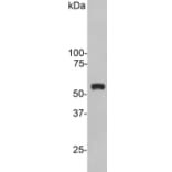 Western Blot - Anti-Vimentin Antibody (A85420) - Antibodies.com