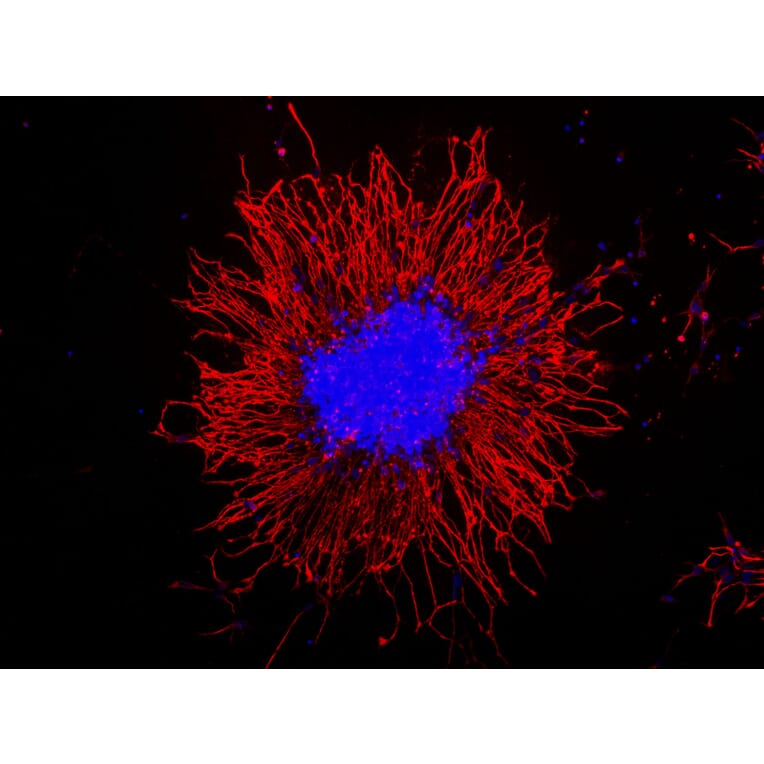 Immunofluorescence - Anti-Vimentin Antibody (A85421) - Antibodies.com