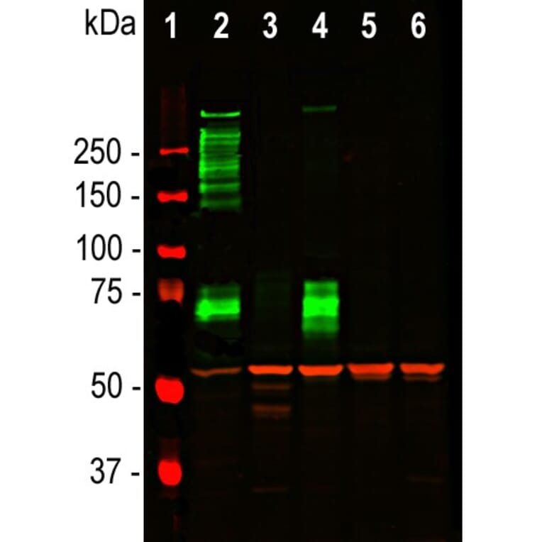 Western Blot - Anti-Vimentin Antibody (A85421) - Antibodies.com