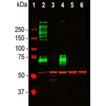 Western Blot - Anti-Vimentin Antibody (A85421) - Antibodies.com