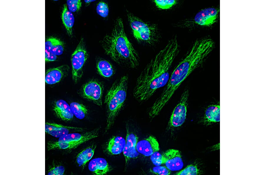 Immunofluorescence - Anti-Vimentin Antibody (A85421) - Antibodies.com