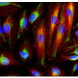Immunofluorescence - Anti-Vimentin Antibody (A85421) - Antibodies.com