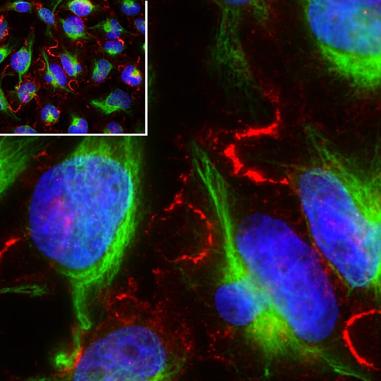 Immunofluorescence - Anti-Vimentin Antibody (A85421) - Antibodies.com