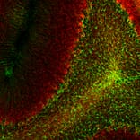 Immunofluorescence - Anti-GFAP Antibody [5C10] (A85422) - Antibodies.com