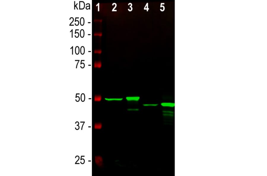 Western Blot - Anti-GFAP Antibody [5C10] (A85422) - Antibodies.com