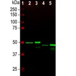Western Blot - Anti-GFAP Antibody [5C10] (A85422) - Antibodies.com