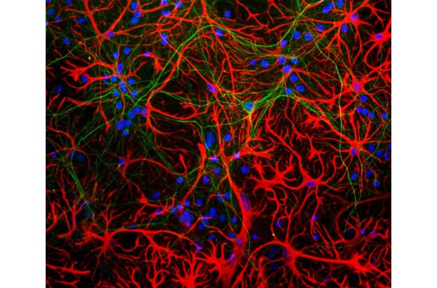Immunofluorescence - Anti-GFAP Antibody [5C10] (A85422) - Antibodies.com
