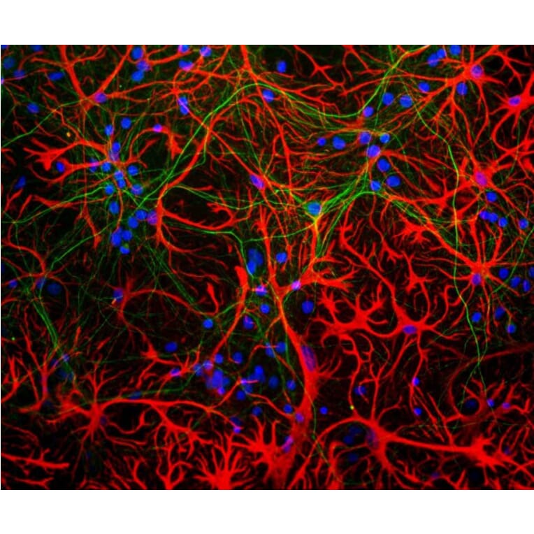 Immunofluorescence - Anti-GFAP Antibody [5C10] (A85422) - Antibodies.com
