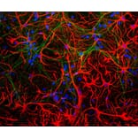 Immunofluorescence - Anti-GFAP Antibody [5C10] (A85422) - Antibodies.com