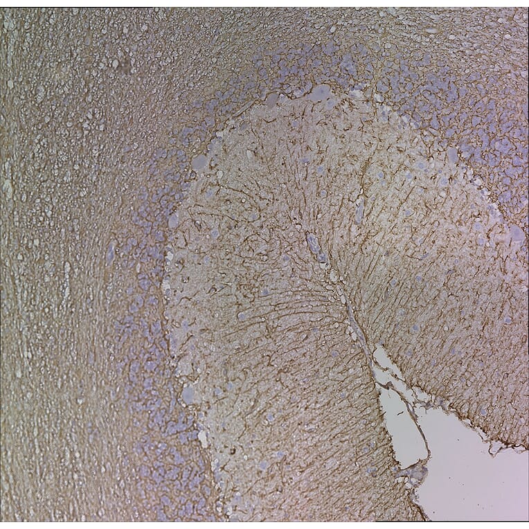 Immunohistochemistry - Anti-GFAP Antibody [5C10] (A85422) - Antibodies.com