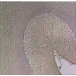 Immunohistochemistry - Anti-GFAP Antibody [5C10] (A85422) - Antibodies.com