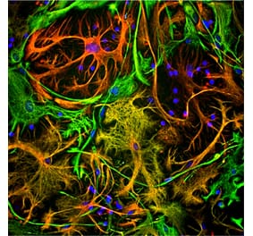 Immunofluorescence - Anti-Vimentin Antibody [2A52] (A85423) - Antibodies.com