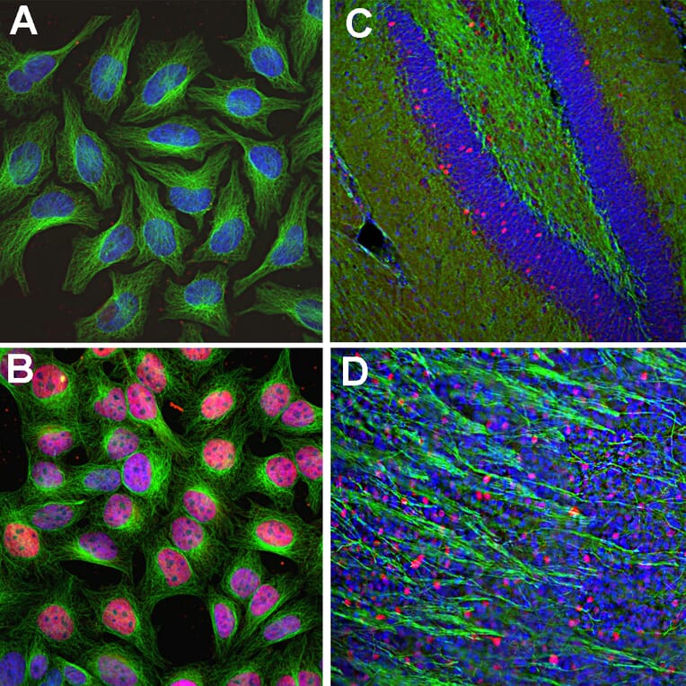 Immunofluorescence - Anti-c-Fos Antibody (A85425) - Antibodies.com