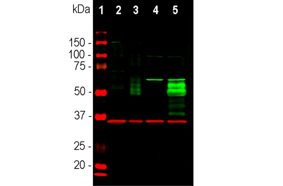 Western Blot - Anti-c-Fos Antibody (A85425) - Antibodies.com