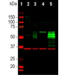 Western Blot - Anti-c-Fos Antibody (A85425) - Antibodies.com