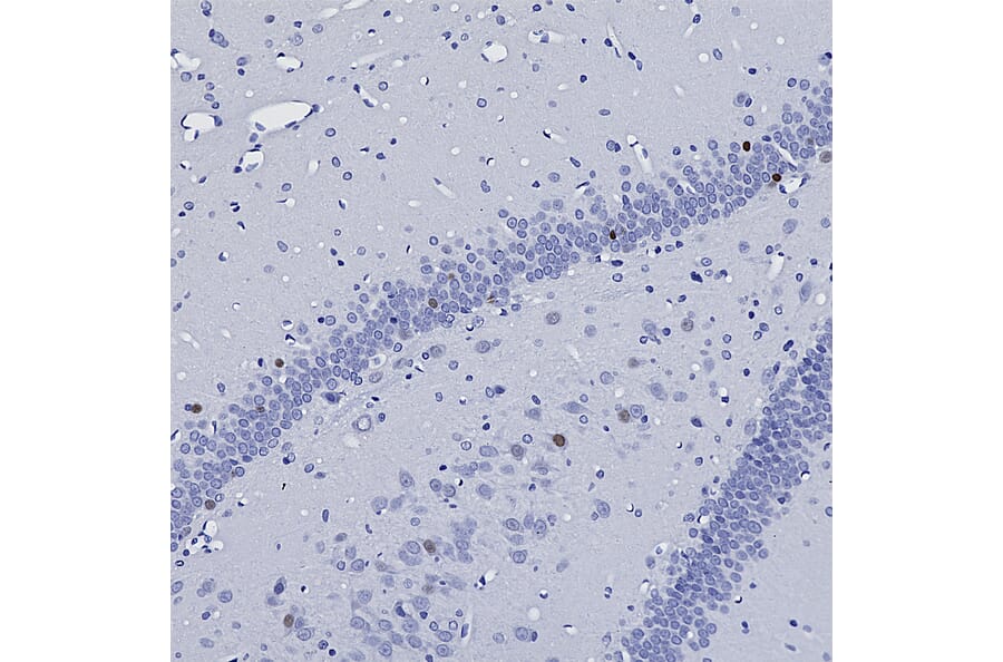 Immunohistochemistry - Anti-c-Fos Antibody (A85425) - Antibodies.com