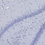 Immunohistochemistry - Anti-c-Fos Antibody (A85425) - Antibodies.com