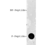 Dot Blot - Anti-phospho MeCP2 (S421) Antibody - Antibodies.com (A85426)