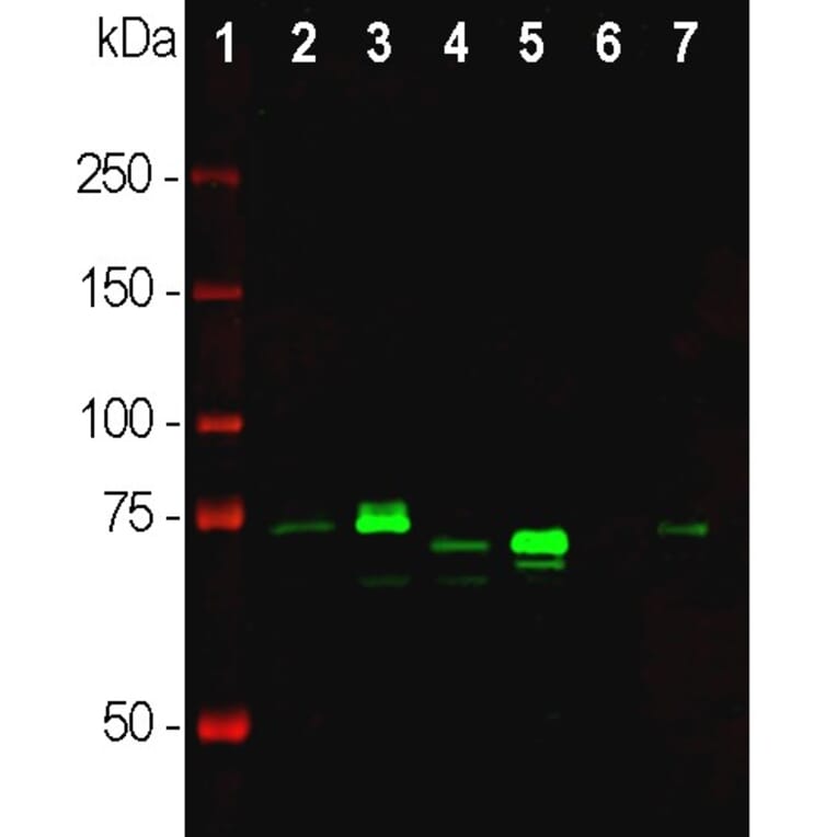 Western Blot - Anti-MeCP2 Antibody (A85427) - Antibodies.com