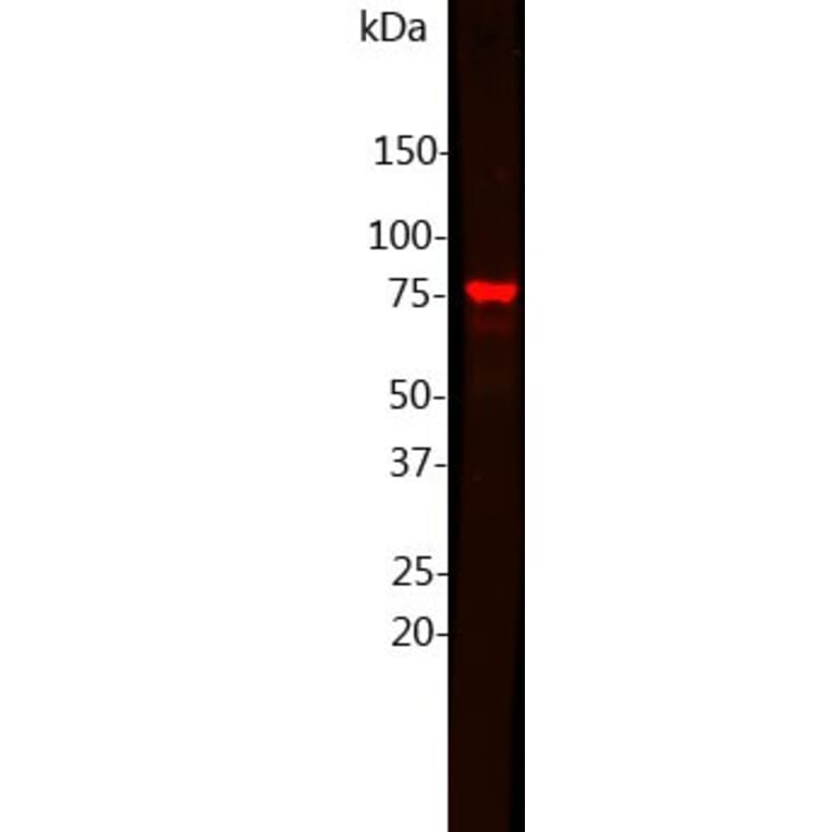 Western Blot - Anti-MeCP2 Antibody (A85427) - Antibodies.com