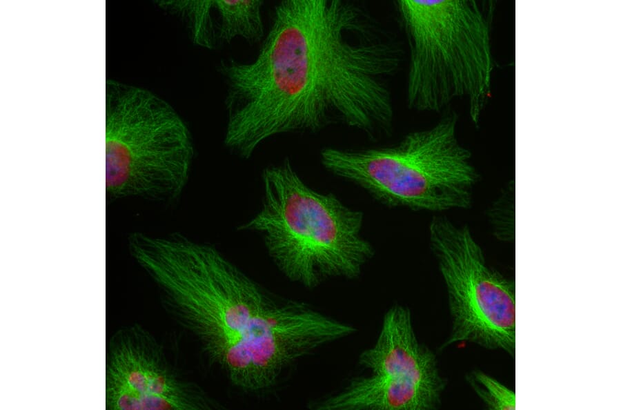 Immunofluorescence - Anti-beta Tubulin Antibody [1B12] (A85428) - Antibodies.com