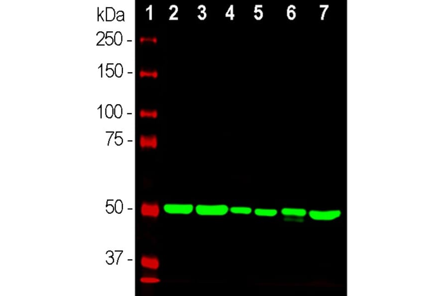 Western Blot - Anti-beta Tubulin Antibody [1B12] (A85428) - Antibodies.com