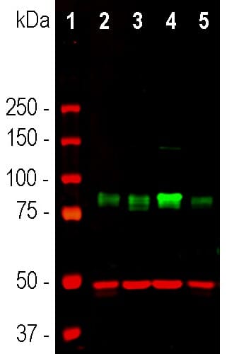 Anti-beta Tubulin Antibody [1B12] (A85428) | Antibodies.com