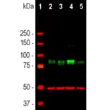 Immunofluorescence - Anti-beta Tubulin Antibody [1B12] (A85428) - Antibodies.com