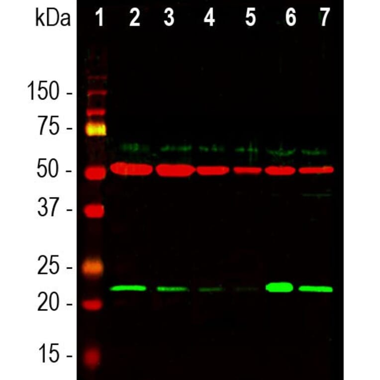 Western Blot - Anti-beta Tubulin Antibody [1B12] (A85428) - Antibodies.com