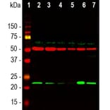 Western Blot - Anti-beta Tubulin Antibody [1B12] (A85428) - Antibodies.com