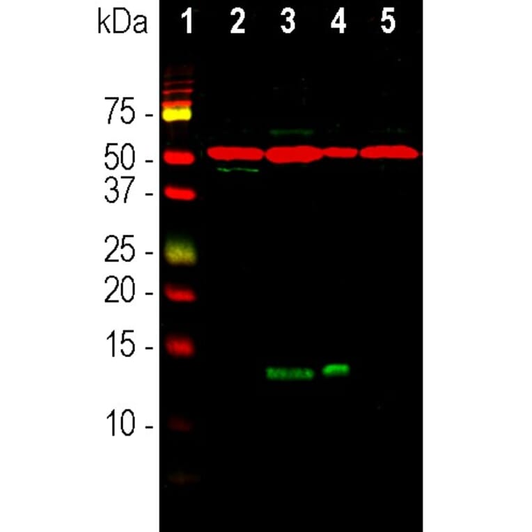 Western Blot - Anti-beta Tubulin Antibody [1B12] (A85428) - Antibodies.com