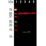 Western Blot - Anti-beta Tubulin Antibody [1B12] (A85428) - Antibodies.com