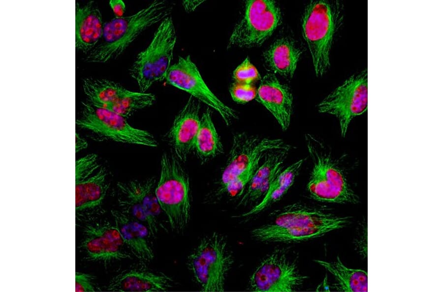 Immunofluorescence - Anti-beta Tubulin Antibody [1B12] (A85428) - Antibodies.com