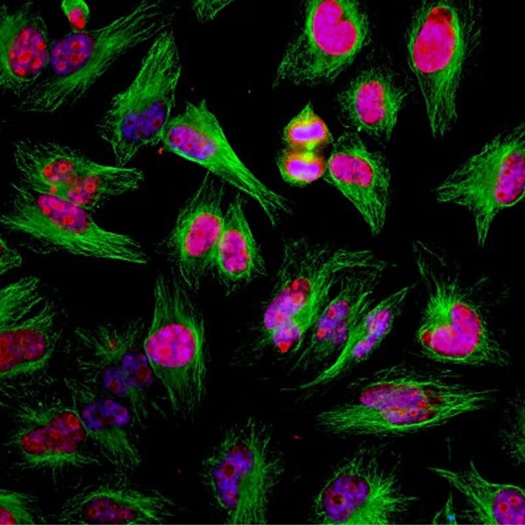 Immunofluorescence - Anti-beta Tubulin Antibody [1B12] (A85428) - Antibodies.com