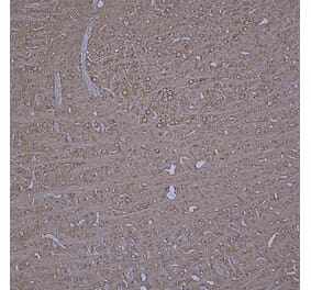 Immunohistochemistry - Anti-beta Tubulin Antibody [4E4] (A85429) - Antibodies.com