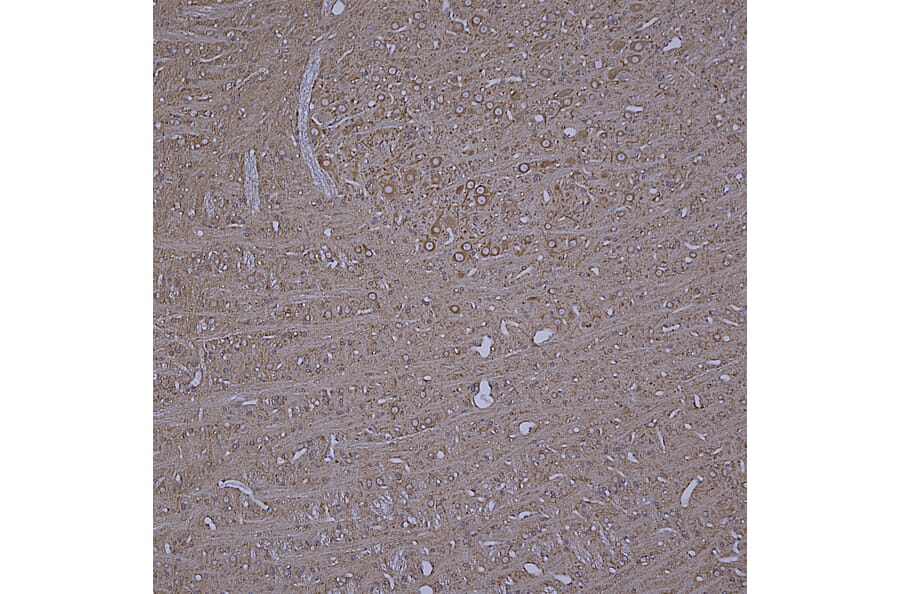 Immunohistochemistry - Anti-beta Tubulin Antibody [4E4] (A85429) - Antibodies.com