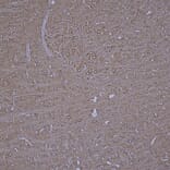 Immunohistochemistry - Anti-beta Tubulin Antibody [4E4] (A85429) - Antibodies.com
