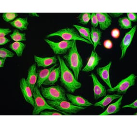 Immunofluorescence - Anti-Beta Tubulin Antibody (A85429) - Antibodies.com