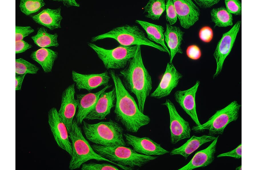 Immunofluorescence - Anti-beta Tubulin Antibody [4E4] (A85429) - Antibodies.com