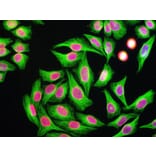 Immunofluorescence - Anti-beta Tubulin Antibody [4E4] (A85429) - Antibodies.com