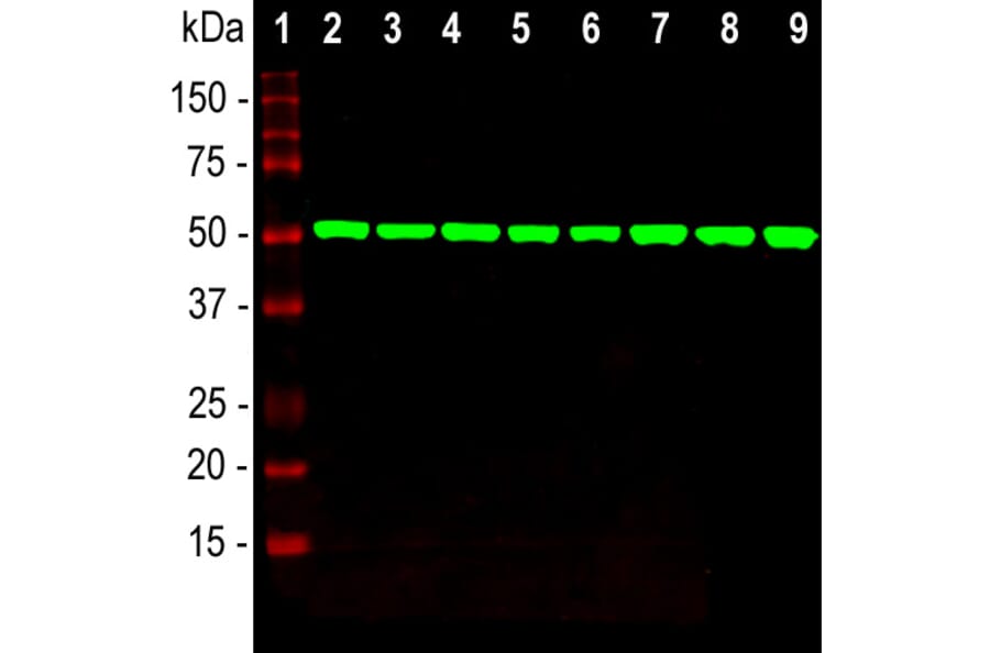 Western Blot - Anti-beta Tubulin Antibody [4E4] (A85429) - Antibodies.com