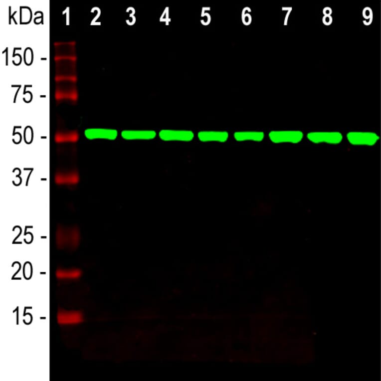 Western Blot - Anti-beta Tubulin Antibody [4E4] (A85429) - Antibodies.com