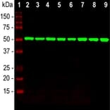 Western Blot - Anti-beta Tubulin Antibody [4E4] (A85429) - Antibodies.com