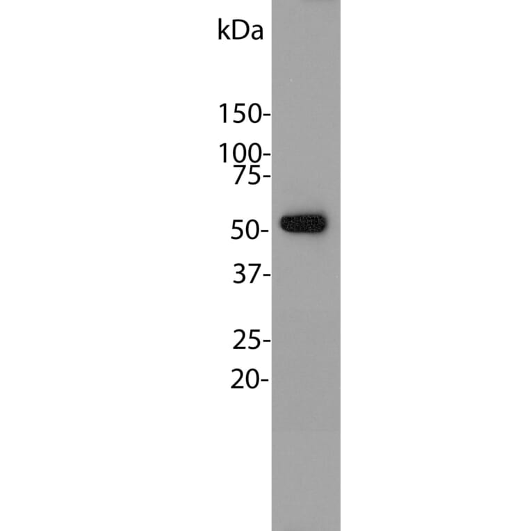 Western Blot - Anti-beta Tubulin Antibody [4E4] (A85429) - Antibodies.com
