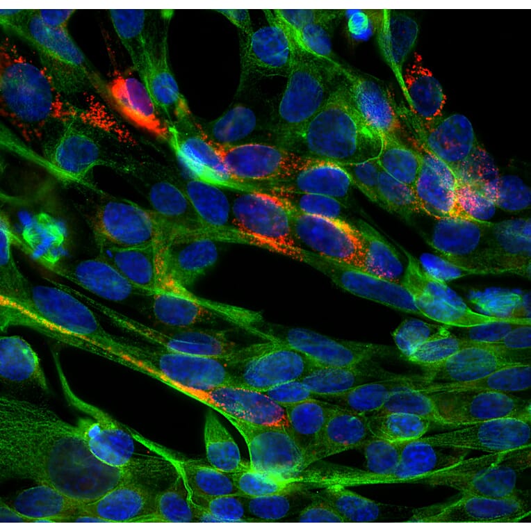 Immunofluorescence - Anti-beta Tubulin Antibody [4E4] (A85429) - Antibodies.com