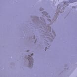 Immunohistochemistry - Anti-Peripherin Antibody (A85430) - Antibodies.com